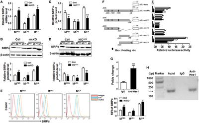 Notch Signaling Modulates Macrophage Polarization and Phagocytosis Through Direct Suppression of Signal Regulatory Protein α Expression